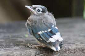 Gray Birds That Look Like Blue Jays Omg Blue Jay Bird Blue Jay Birds