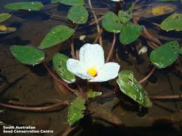 Image result for Ottelia ulvifolia