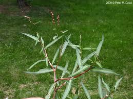 Image result for Persicaria glomerata