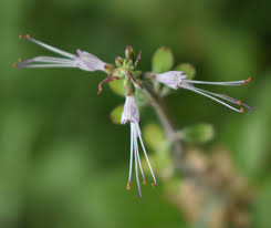 Image result for Ocimum filamentosum