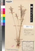 Image result for Sporobolus festivus