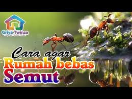 Cara elak semut memasuki gula, cara halau semut dalam gula, cara halau semut mendatangi makanan. 15 Cara Mengusir Semut Yang Ampuh Agar Tidak Datang Lagi Youtube
