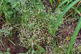 Image result for Eragrostis punctiglandulosa