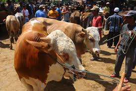 Check spelling or type a new query. 5 Persoalan Hukum Qurban Yang Penting Untuk Diketahui Republika Online