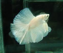 Pin On Images Fish