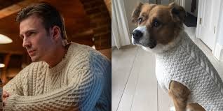 (cnn) chris evans has officially won christmas. Chris Evans Dog Looks Amazing In His Own Matching Knives Out Sweater