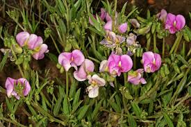 Image result for Sphenostylis