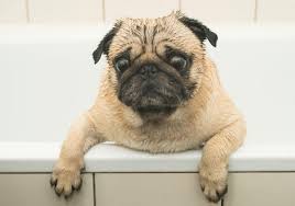 In addition to black pugs from china, they also received a bit of peke blood. Flat Faced But Fantastic Should I Get A Pug K9 Web