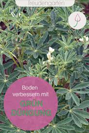 Boden Mit Grundungung Verbessern Pflegeleichte Pflanzen Pflanzen Gemusegarten Anlegen