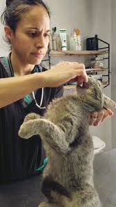 If the pill is too large to swallow, talk with your veterinarian about using a pill cutter to break it into smaller pieces; Tips And Tricks For Medicating Your Pet Animals R Special