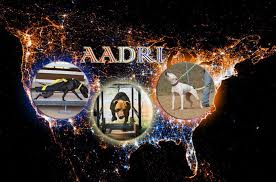 We register all breeds of purebred dogs and cats. All American Dog Registry International Llc Home Facebook