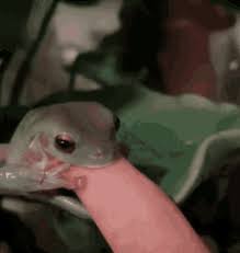 Jun 15, 2020 · the latest tweets from nudo【メンズコスメ/メンズメイク】 (@nudo_cosmetics). Cute Frog Gifs Tenor
