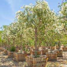 Image result for Nerium oleander