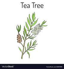 Tea Tree Melaleuca Alternifolia Or Narrow Leaved Paperbark Medical Plant Hand Drawn Botanica Tea Leaves Illustration Tree Illustration Leaves Illustration