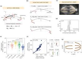 Modeling and mechanical perturbations reveal how spatially regulated  anchorage gives rise to spatially distinct mechanics across the mammalian  spindle