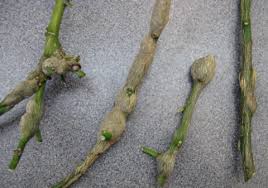 Gardening And Growing Plants Citrus Gall Wasp Causes Lumps In The Lemon Tree