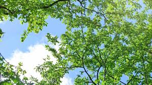 To pests, beneficials, diseases and disorders of mangoes. Top 10 Fast Growing Trees Shrubs