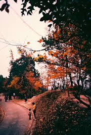 The boundaries lie along route twisk in the east; å¤§æ£  å…ƒæœ—å¤§æ¬–éƒŠé‡Žå…¬åœ' å†¬æ—¥è³žç§‹ç´… Lomography