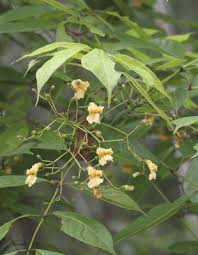 Image result for Stereospermum harmsianum