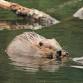 Beaver Detectives event in Lenox, MA