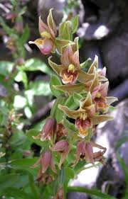 Image result for Epipactis africana