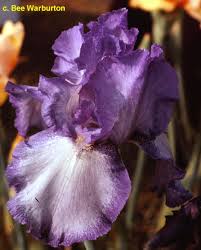 Maybe you would like to learn more about one of these? Tbveiledskies Tbuthruz Iris Wiki