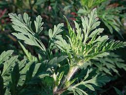 En matière de santé publique, l'ambroisie à feuilles d'armoise, originaire d'amérique du nord, est très allergène pendant sa période de floraison. Morphologie Biologie Ecologie Sachez La Reconnaitre Ministere Des Solidarites Et De La Sante