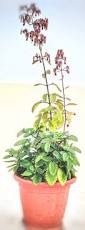 Image result for Kalanchoe pinnata