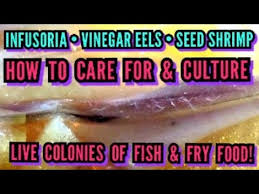 1 Day Old Betta Fry Feeding How To Make Care For Live Cultures For Nano Fish Breeding Food Youtube