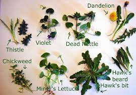 Weeds To Feed A Russian Tortoise Tortoise Care Russian Tortoise Care Russian Tortoise