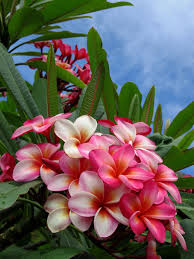 Hawaiian Plumeria Beautiful Flowers Flower Garden Plumeria Flowers