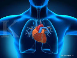 Jantung adalah otot vital yang mengantarkan gizi ke seluruh tubuh anda. 4 Cara Menjaga Kesehatan Jantung Yang Efektif