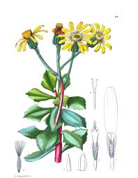 Image result for Triaspis hypericoides