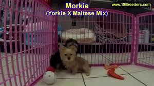We offer akc lab puppies for sale in charlotte, nc call or email us today! Craigslist Elizabethtown Ky Jobs Jobs Ecityworks