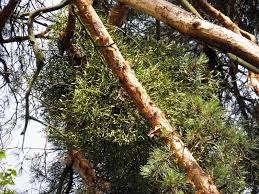 Image result for Viscum bagshawei