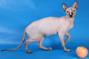 Cat breeds with thin tail physical traits