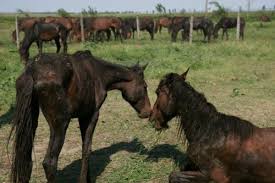 Autorităţile se încurcă în decizii. Liviu Mihaiu Caii Din DeltÄƒ Trebuie ExtraÈ™i DomesticiÈ›i È™i RelocaÈ›i Pentru A Salva Un Ecosistem Unic