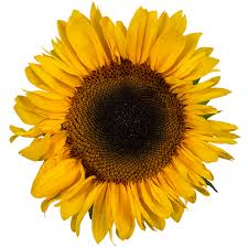 You will also find small and transparent versions. Sunflower Gifs 95 Beautiful Gif Animations For Free