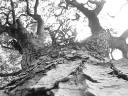 Best Black And White Nature Photos Love The Texture Of This Black White Nature Photography Nature Photography Trees Nature Photography Sunset Nature