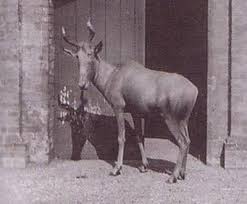 10 Extinct Animals In The Last 150 Years Extinct Animals Animals Rare Animals