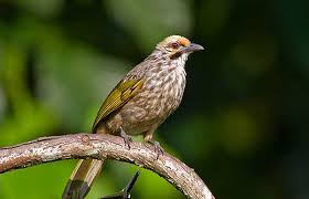 Gambar jenis spesies burung trucukan di dunia. Cucak Rowo Mp3