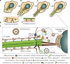 Endomembrane System Google Search Plant Cell Eukaryotic Cell Endomembrane System
