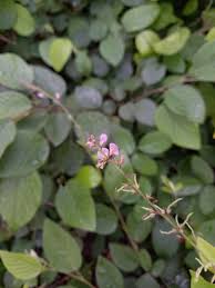 Image result for Pleurolobus