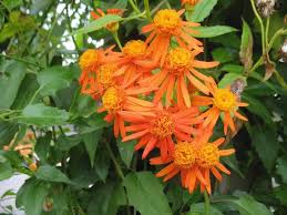 Image result for Senecio consanguineus