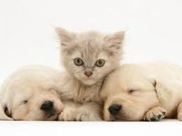 Lilac Tortoiseshell Kitten Between Two Sleeping Golden Retriever Puppies Photographic Print Jane Burton Art Com