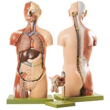In human anatomy, the chest wall muscles are divided into primary and secondary layers. Somso Human Torso Model With Head And Open Back Carolina Com