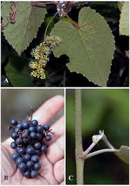 Image result for Vitaceae