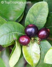 Image result for Ixora coccinea