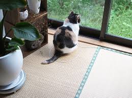 For tips from our veterinary reviewer on how to transport the cat to the veterinarian's office, read on! How To Trap A Cat In 3 Easy Steps Bored Panda