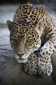 I Prefer Animals In Their Wild Habitat Beautiful Strong With Character That Just By Looking At Them You Feel Their Mess Animals Animals Beautiful Wild Cats